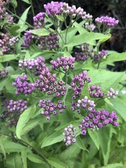 Pluchea odorata odorata