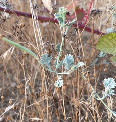 Eschscholzia californica