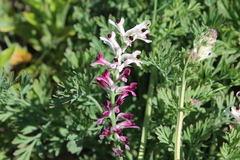 Fumaria agraria