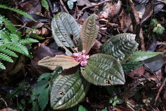 Phyllagathis