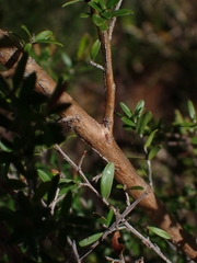 Leptospermum polygalifolium