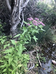 Pluchea odorata odorata