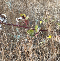 Eschscholzia californica