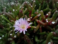 Disphyma australe australe