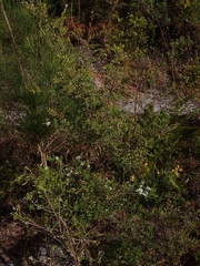 Leptospermum polygalifolium