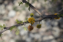 Vachellia caven