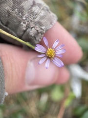 Erigeron breweri
