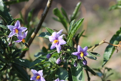 Solanum crispum