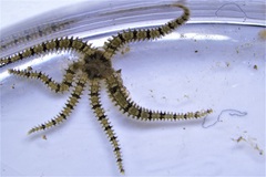 Ophiactis savignyi