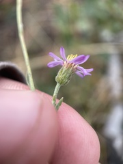 Erigeron breweri