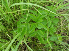 Ostericum palustre