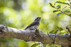 Muscicapa sibirica