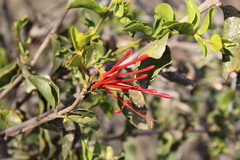 Tristerix corymbosus