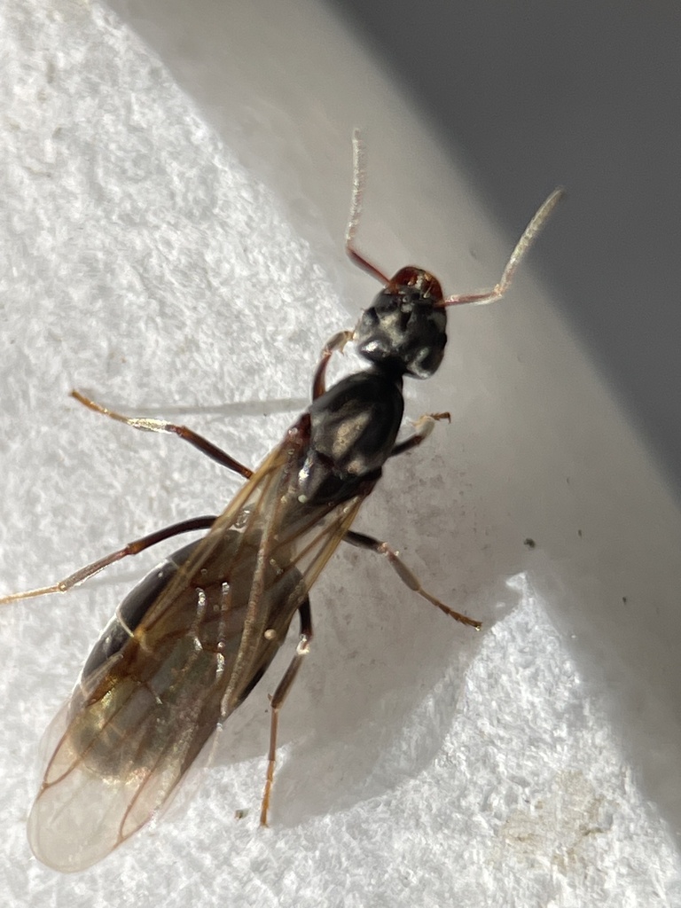 Rainbow Ants from Boundary Tk E, Frankston South, VIC, AU on September ...