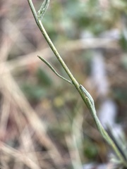Erigeron breweri