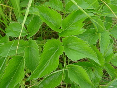 Ostericum palustre