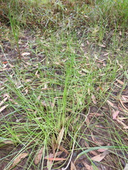 Eleocharis dietrichiana