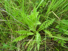 Cirsium acaule esculentum