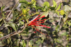 Tristerix corymbosus