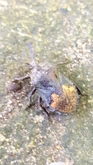 Megymenum brevicorne