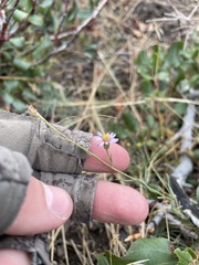 Erigeron breweri