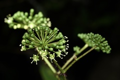 Aralia spinifolia