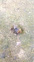 Megymenum brevicorne