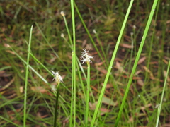 Eleocharis dietrichiana