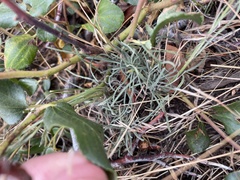 Erigeron breweri