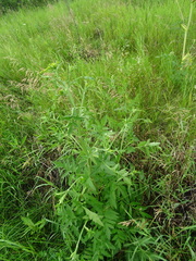Pastinaca sativa sylvestris