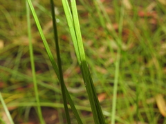 Eleocharis dietrichiana