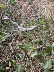 Erigeron breweri