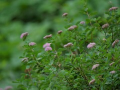 Spiraea splendens splendens