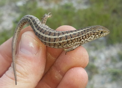 Trachylepis capensis