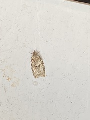 Tortricoidea