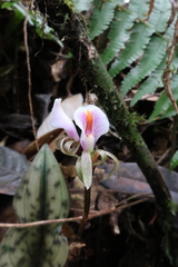 Nephelaphyllum