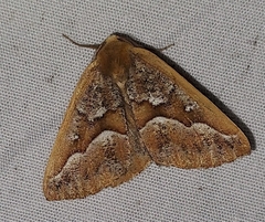 Caripeta aretaria
