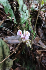 Nephelaphyllum