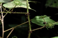 Aralia spinifolia