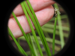 Eleocharis dietrichiana