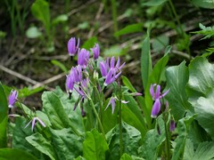 Primula jeffreyi jeffreyi