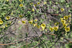 Tropaeolum brachyceras
