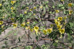 Tropaeolum brachyceras