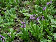 Primula jeffreyi jeffreyi