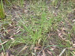 Eleocharis dietrichiana