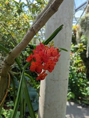 Vanda