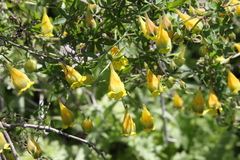 Tropaeolum brachyceras