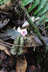 Nephelaphyllum