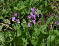 Primula jeffreyi jeffreyi