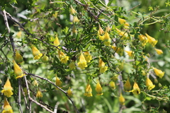 Tropaeolum brachyceras